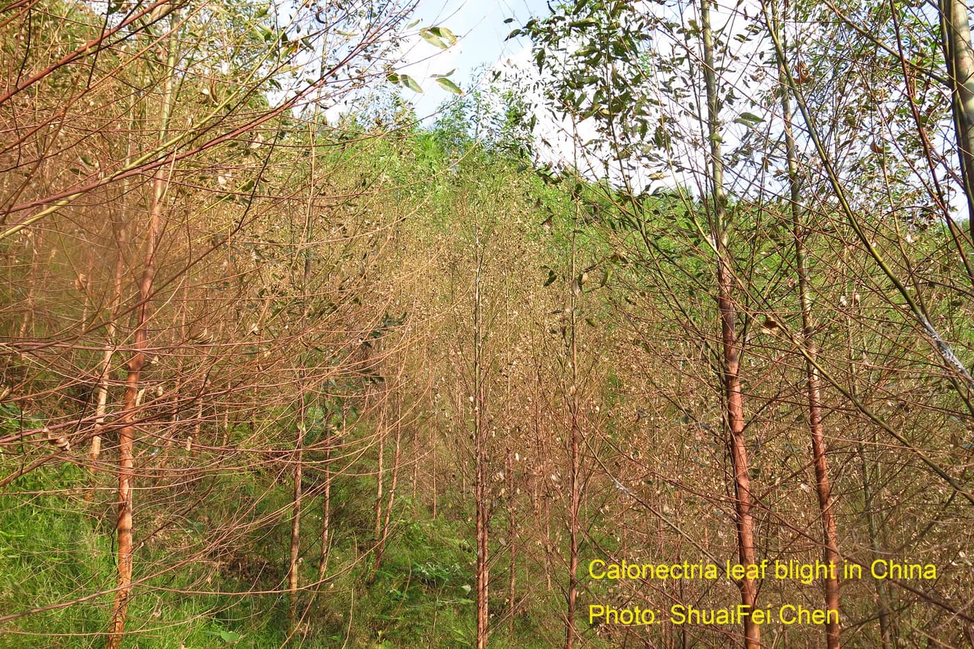 Calonectria leaf blight in China