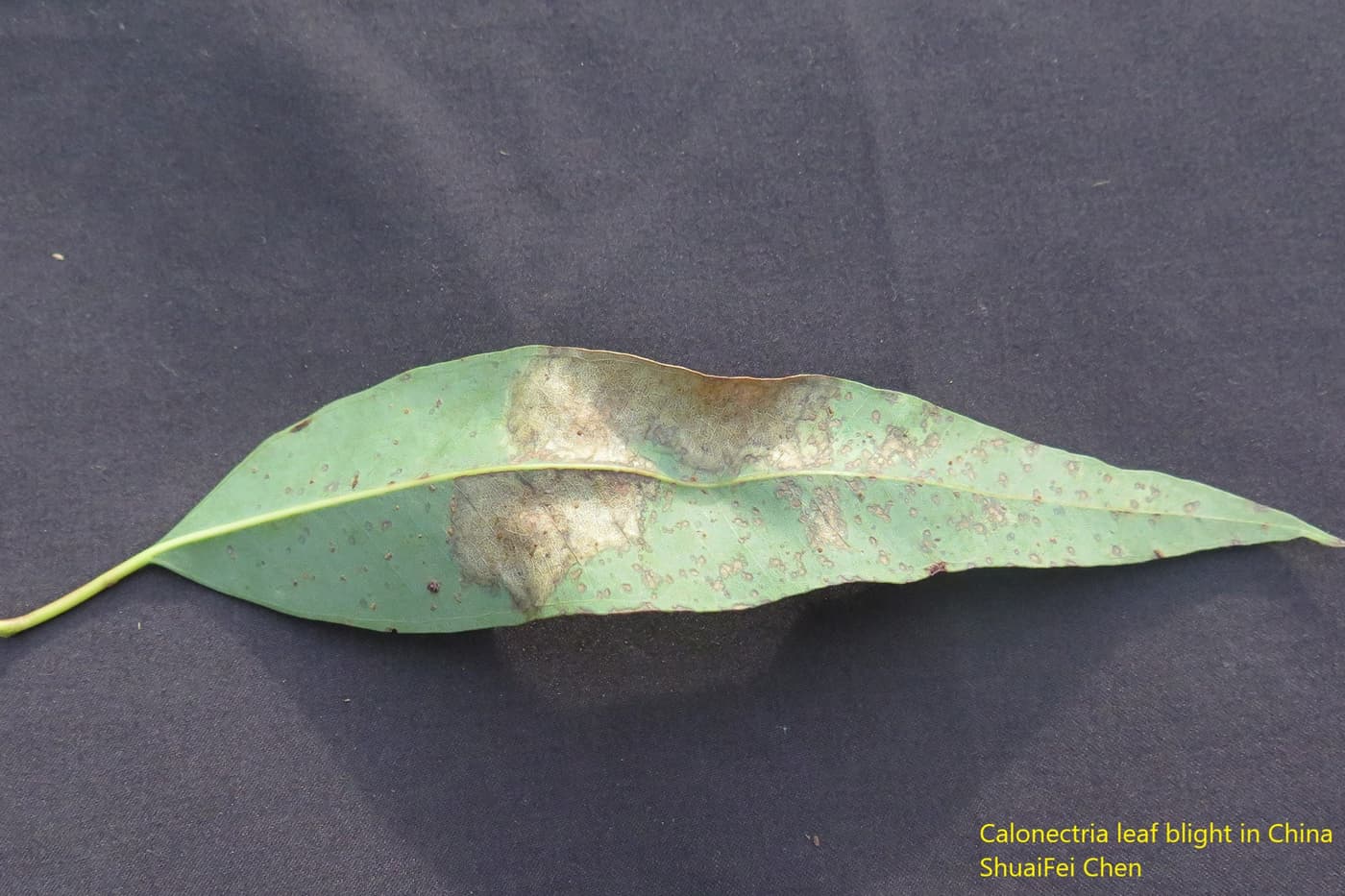 Calonectria leaf spot on E. urophylla x E. tereticornis hybrid