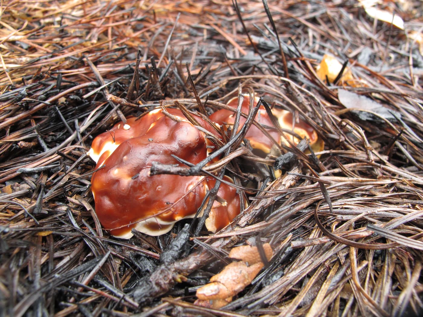 Pine fire fungus, Doughnut fungus / Rhizina undulata