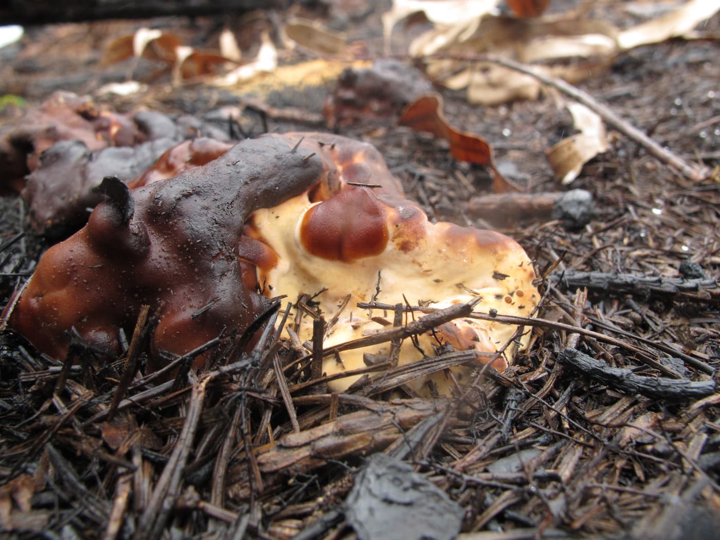Pine fire fungus, Doughnut fungus / Rhizina undulata