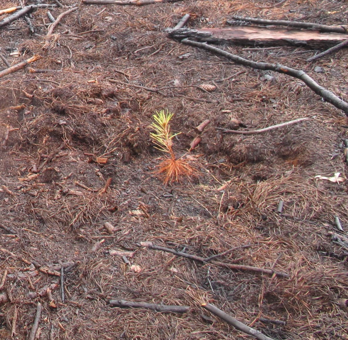 Pine fire fungus, Doughnut fungus / Rhizina undulata