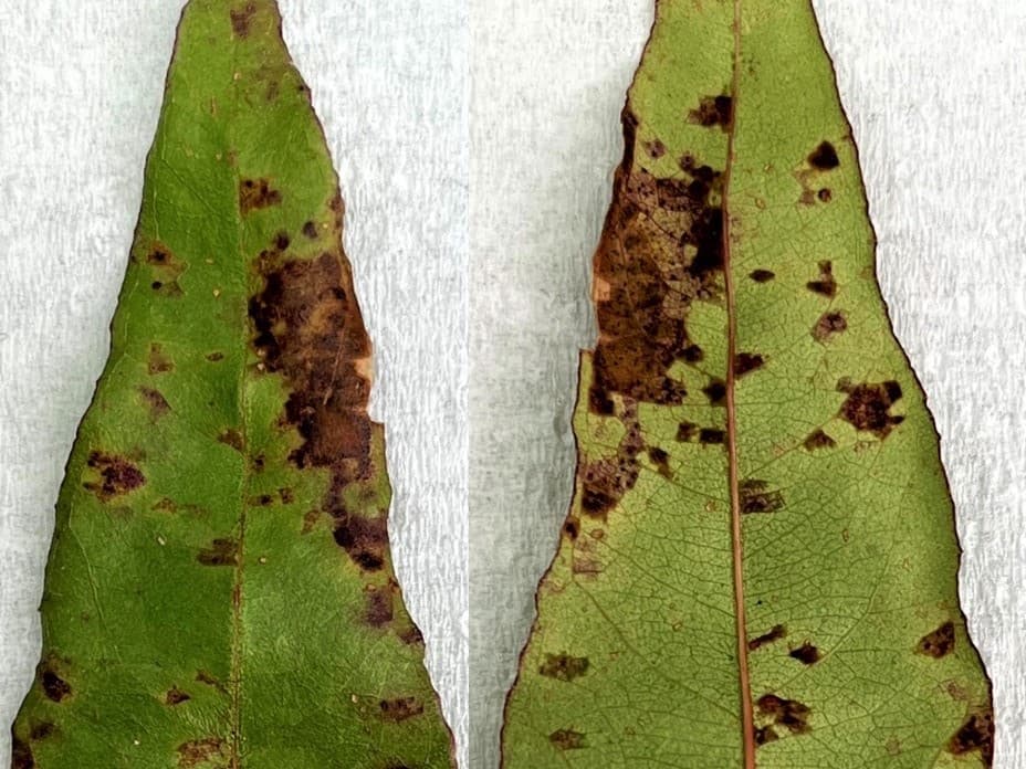Teratosphaeria leaf Blight
