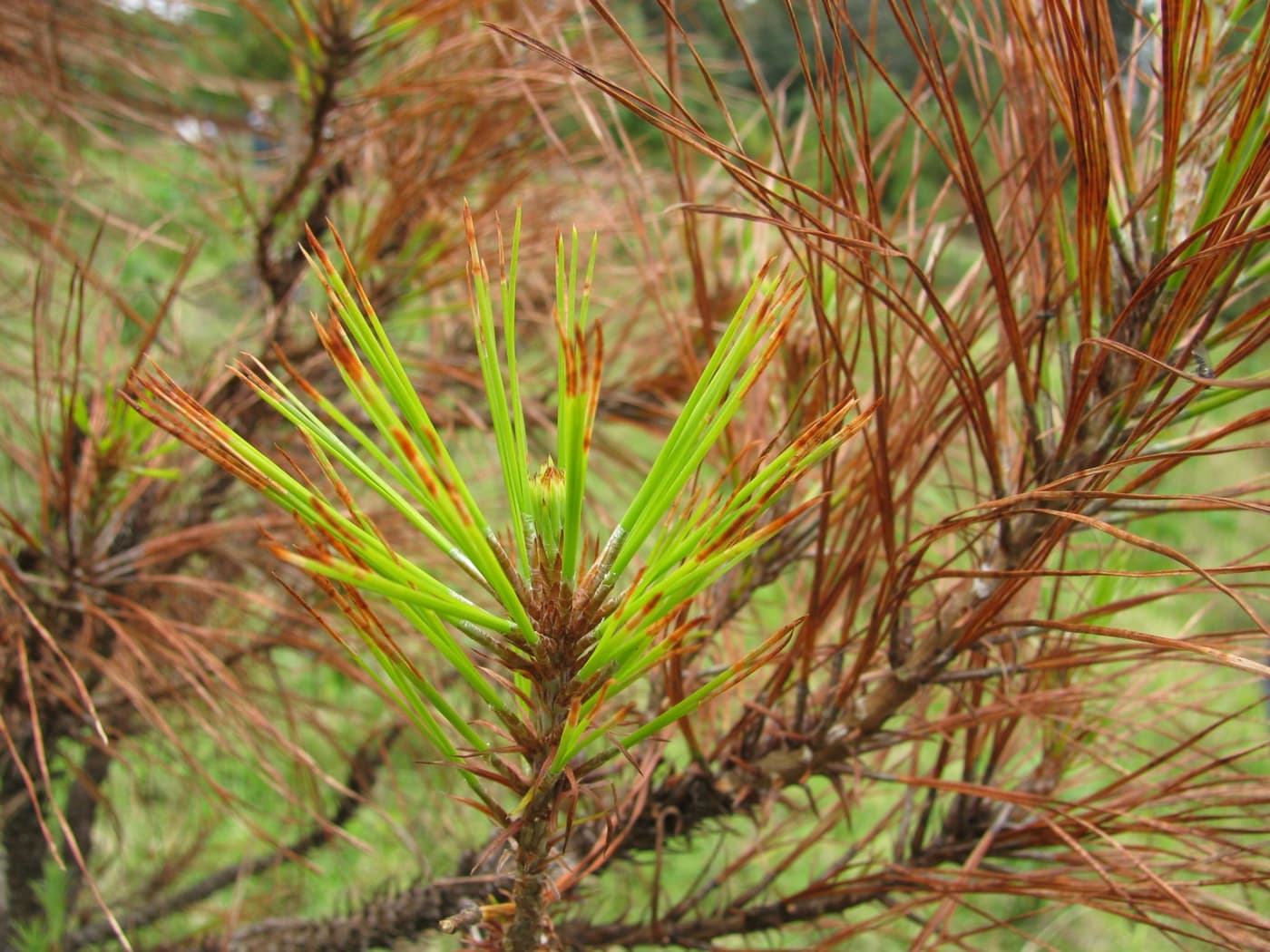 Red bands on Pinus oocarpa