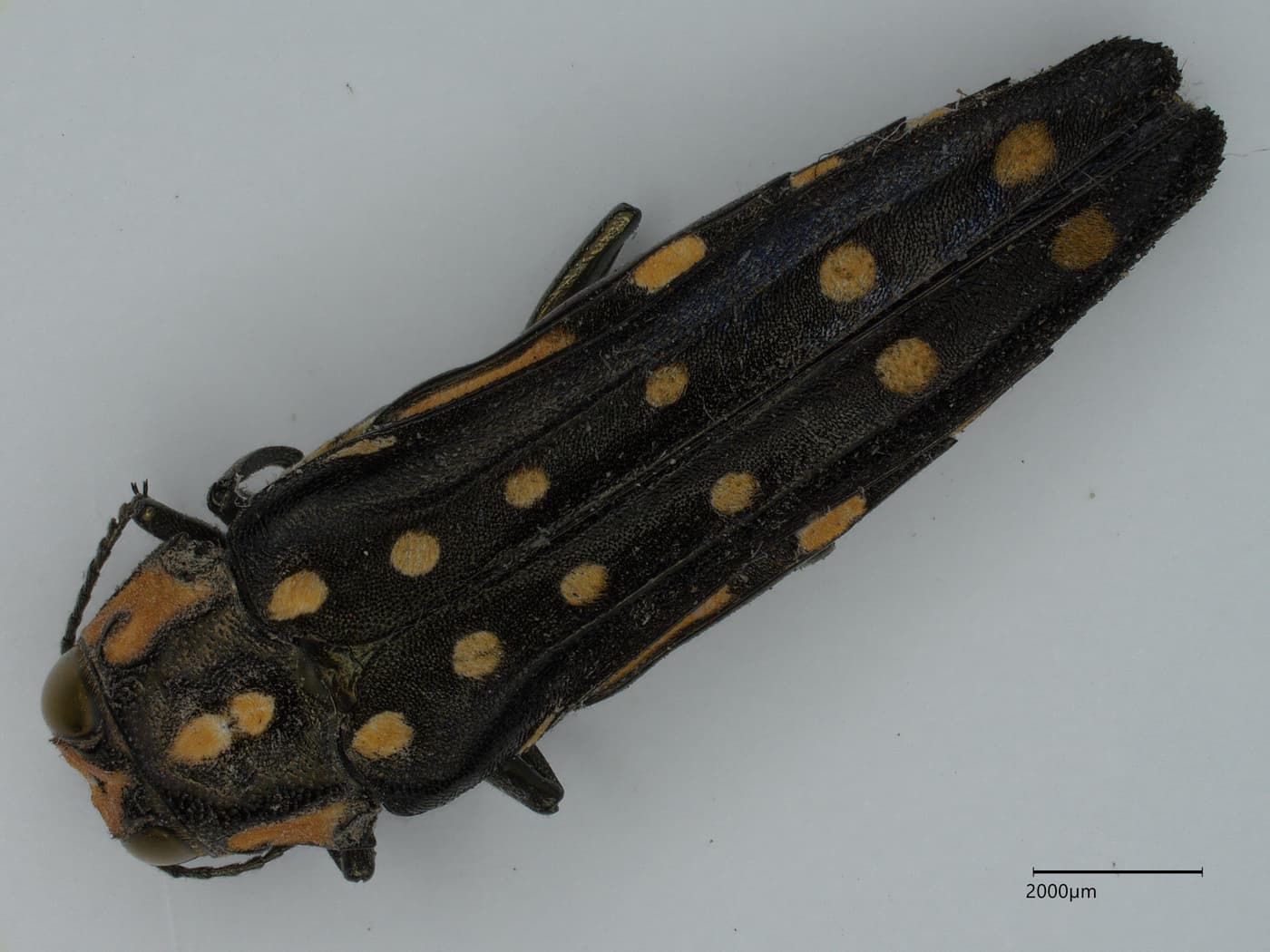 Jewel Beetle/ Agrilus grandis