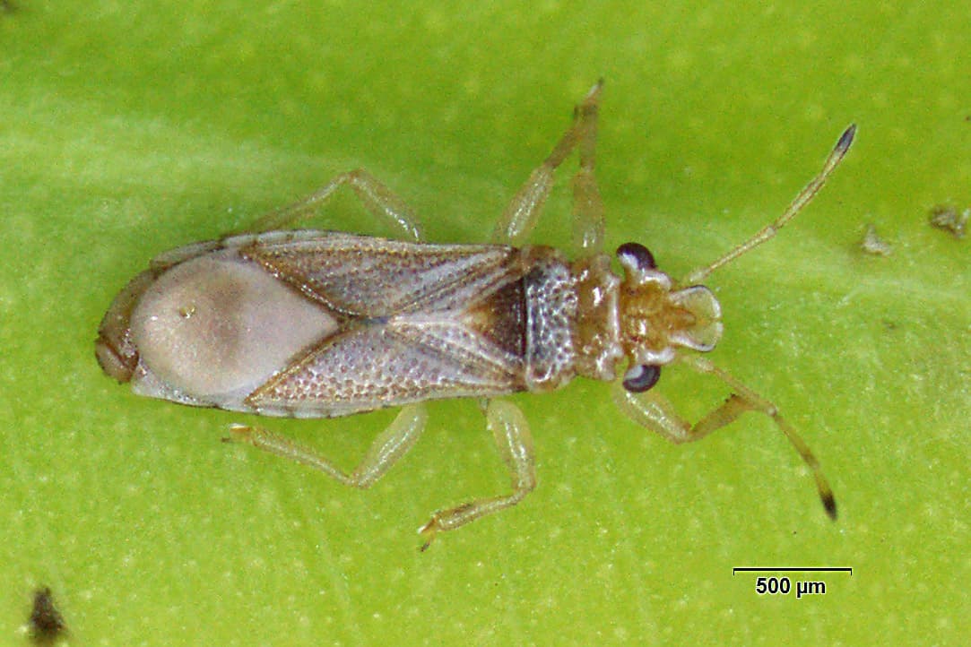 Bronze bug, Winter bronze bug / Thaumastocoris peregrinus