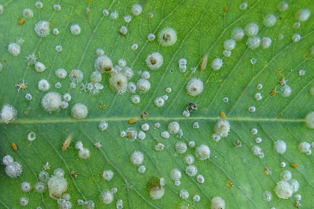 Red gum lerp psyllid / Glycaspis brimblecombei
