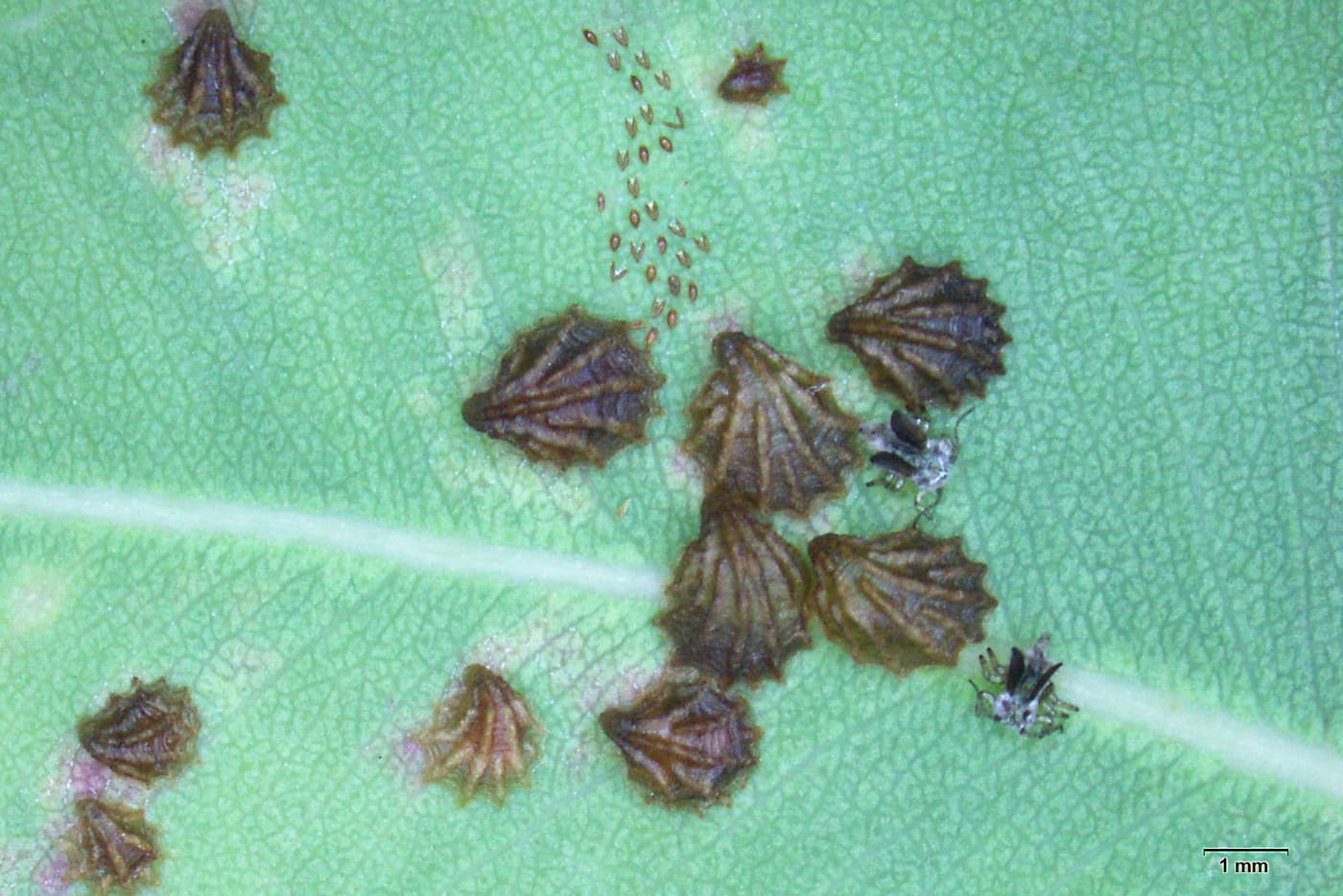 Shell lerp psyllid / Spondyliaspis cf. plicatuloides