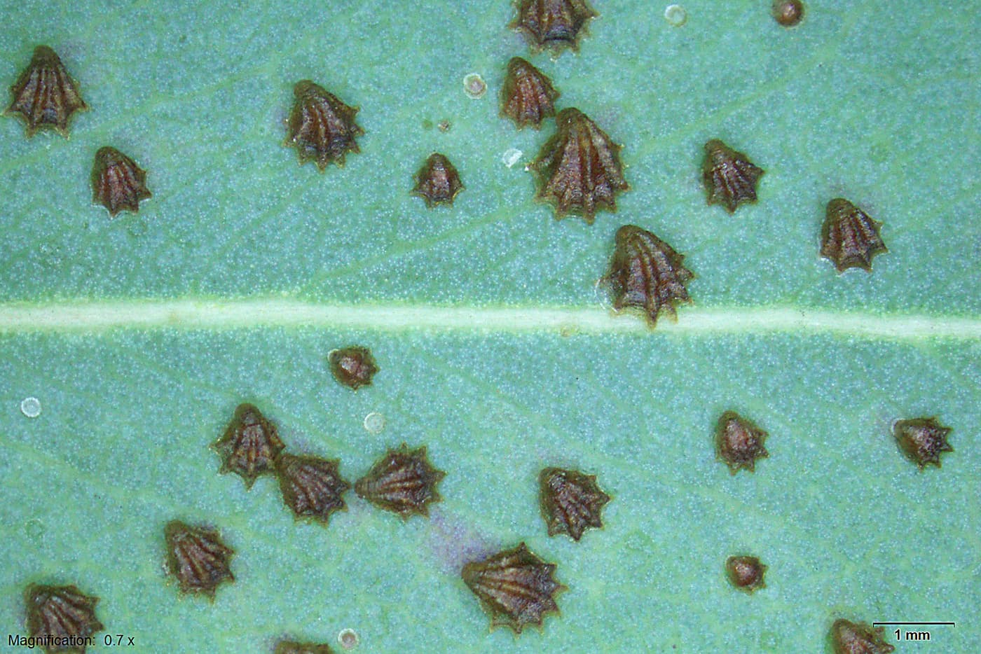 Shell lerp psyllid / Spondyliaspis cf. plicatuloides