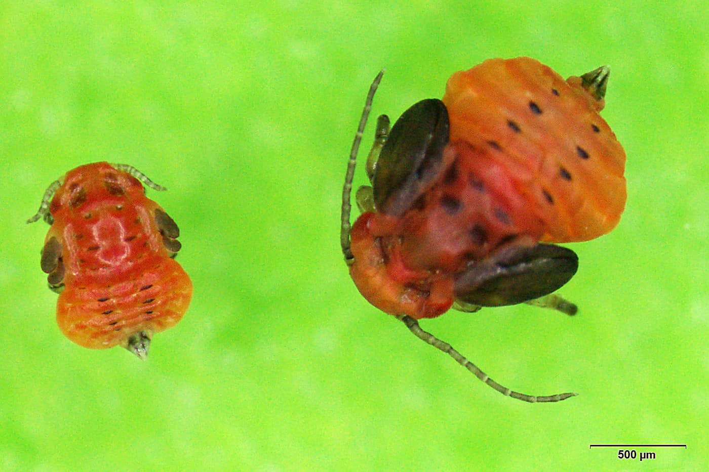 Shell lerp psyllid / Spondyliaspis cf. plicatuloides