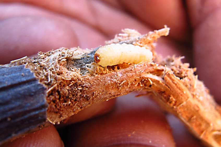 Pine Weevil / Pissodes sp.
