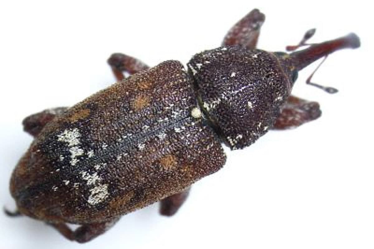 Pine Weevil / Pissodes sp.