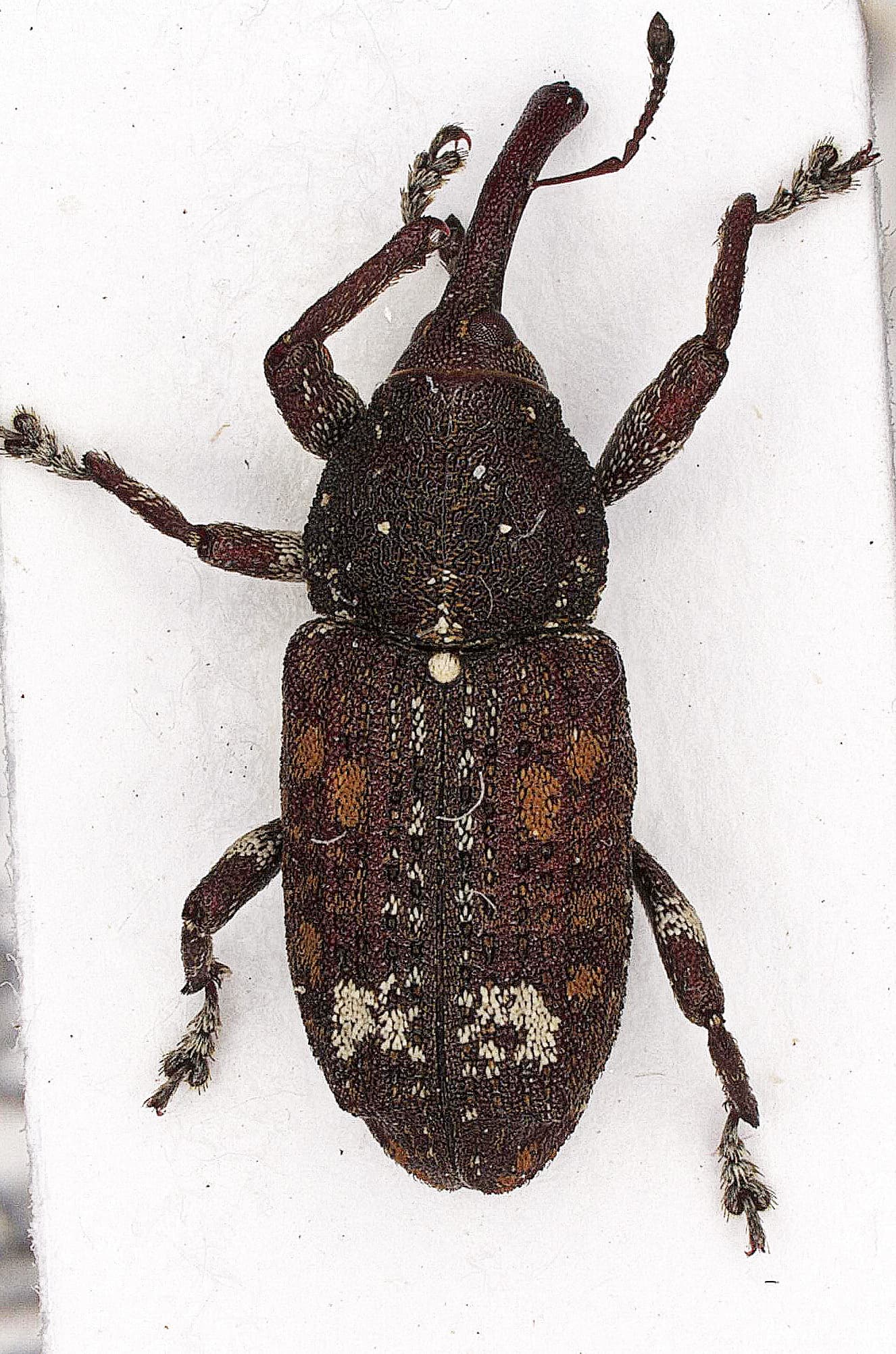 Pine Weevil / Pissodes sp.