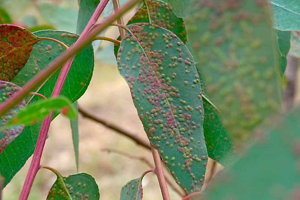 Eucalyptus gall wasp / Ophelimus maskelli