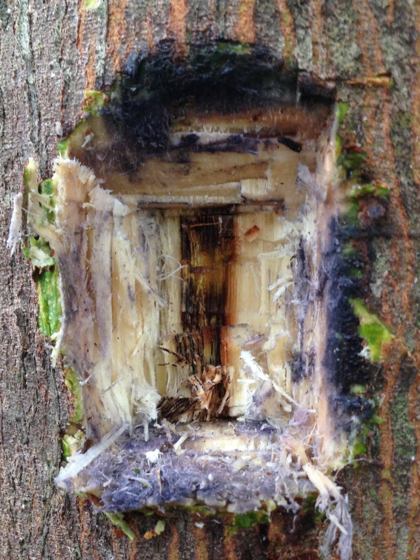 Polyphagous Shothole Borer / Euwallacea fornicatus