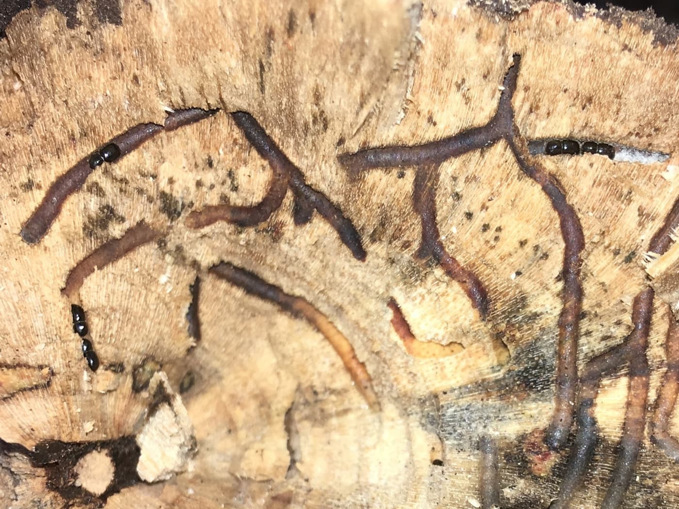 Polyphagous Shothole Borer / Euwallacea fornicatus