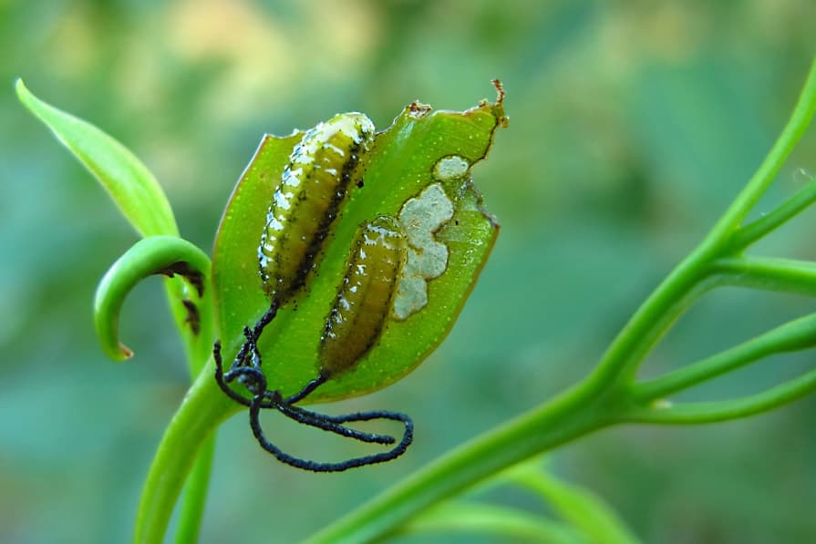 Eucalyptus snout beetle / Gonipterus sp.n.2