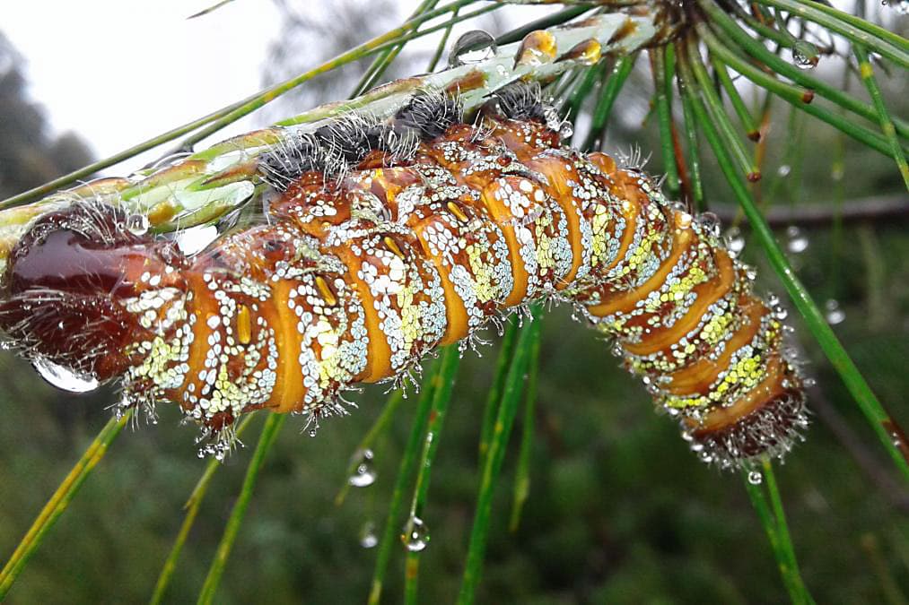 Pine emperor moth