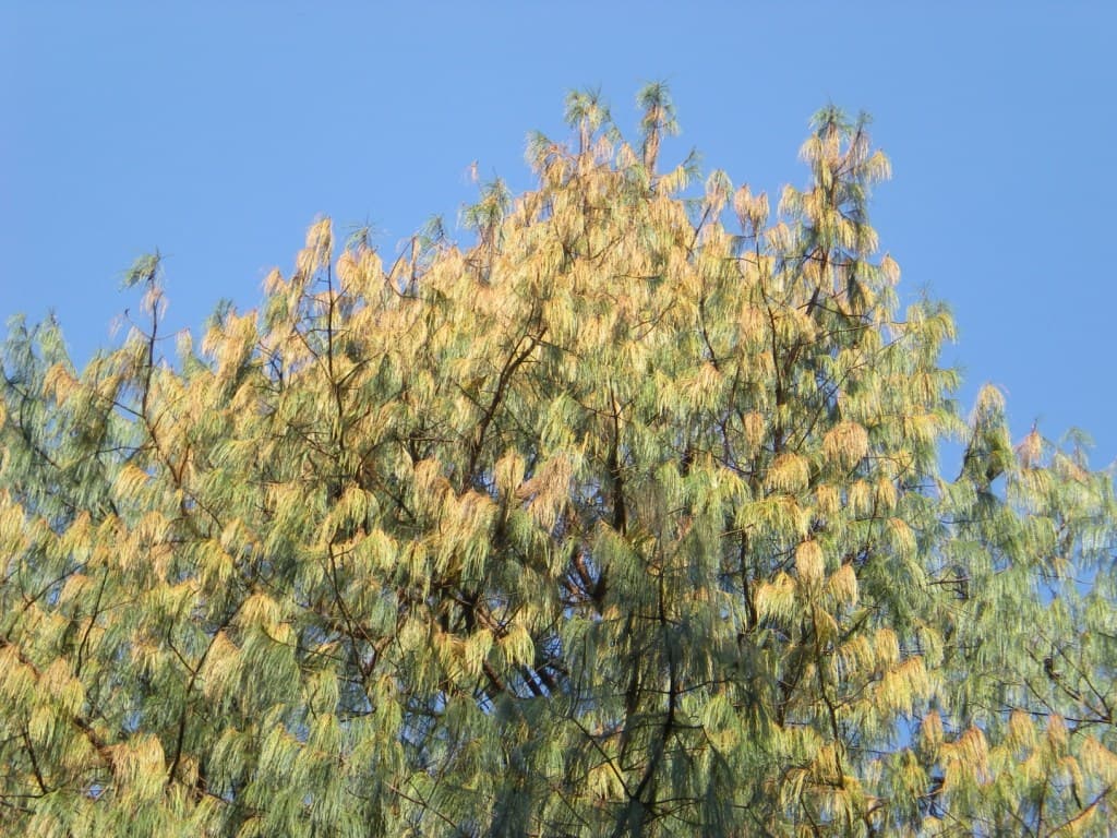 Green Pine Aphid / Eulachnus rileyi