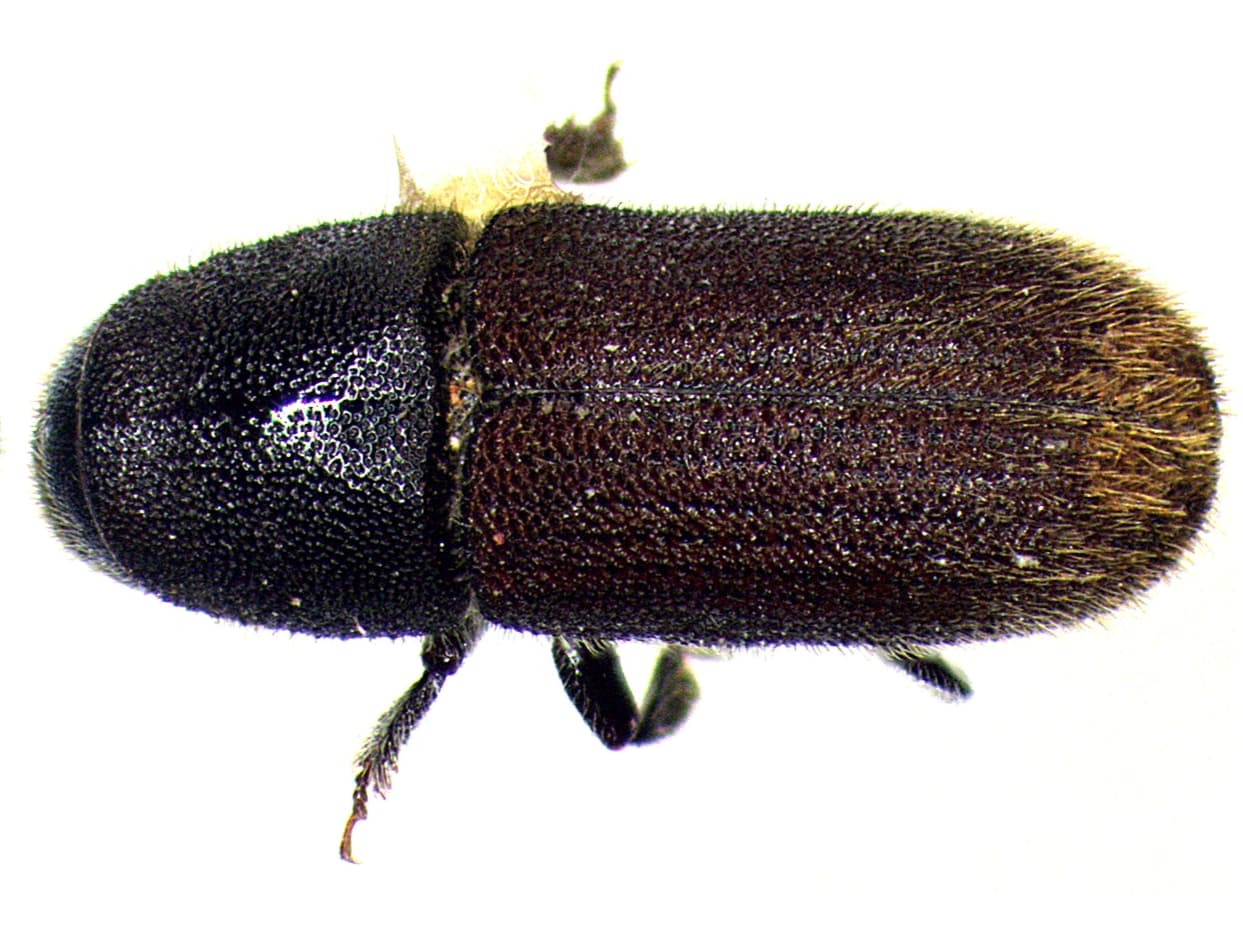 Dorsal view of Hylurgus ligniperda female