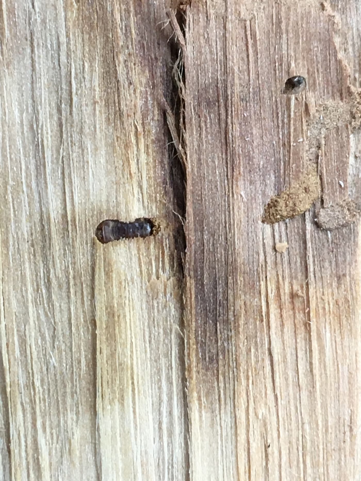 Eucalyptus long horn beetles \ Phoracantha spp.