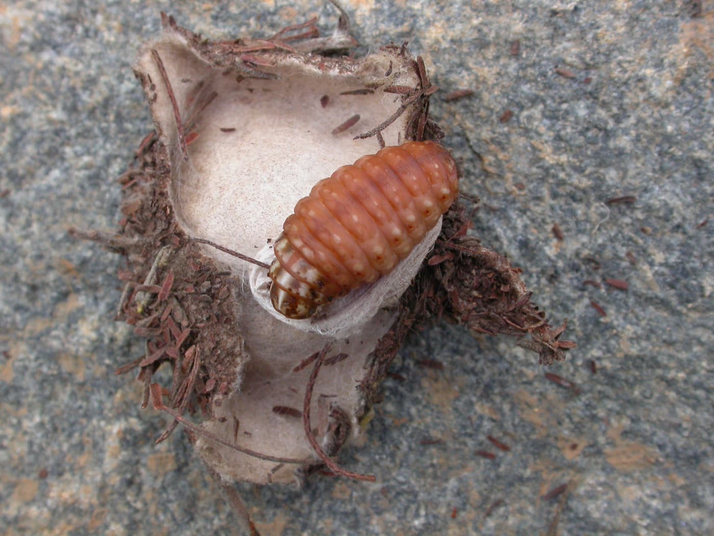 Wattle Bagworm / Kotochalia junodi