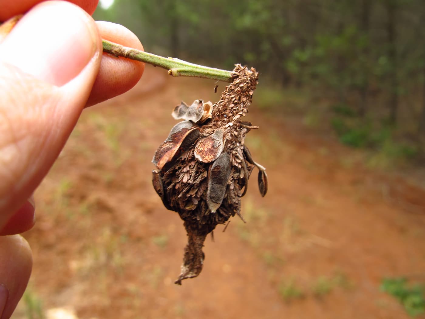 Wattle Bagworm / Kotochalia junodi