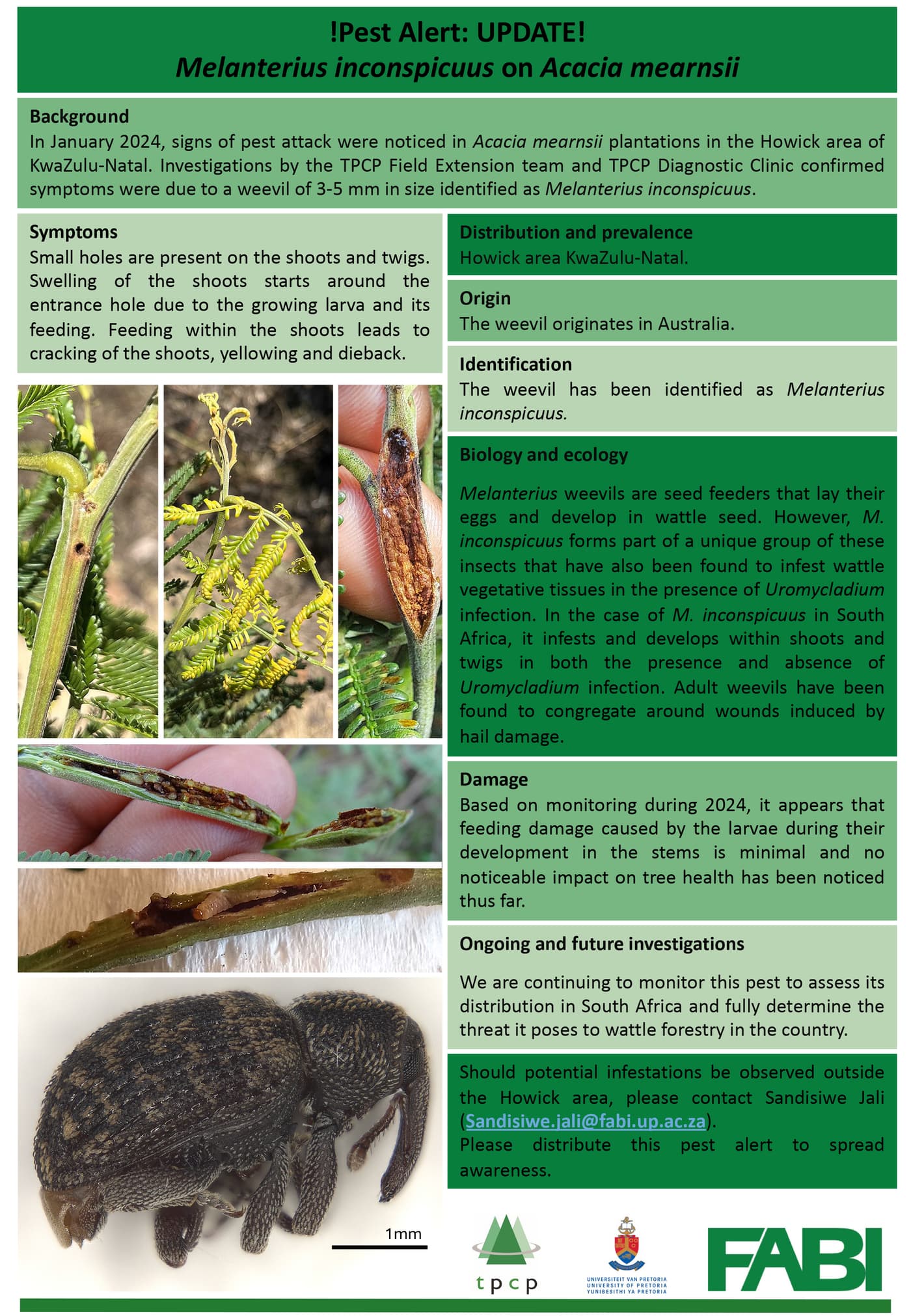 Melanterius seed weevil/ Melanterius inconspicuus