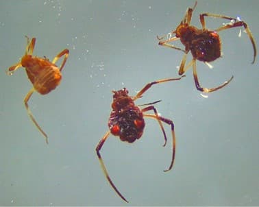 Giant conifer aphid/ Cinara pinivora