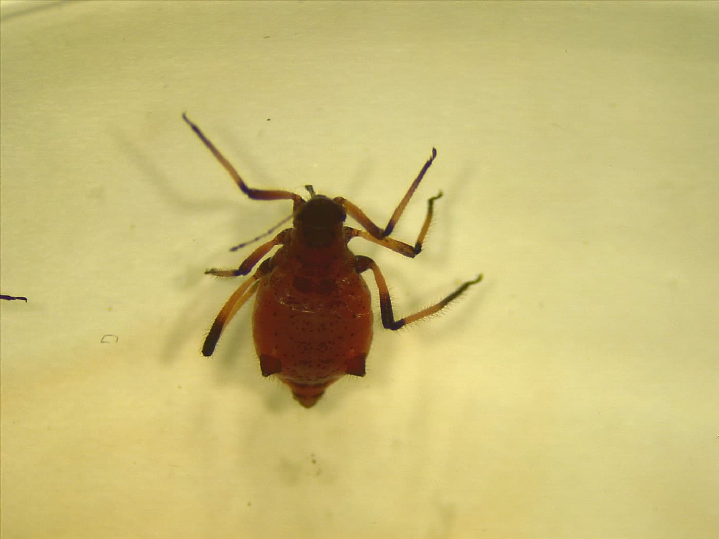 Wingless adult 1