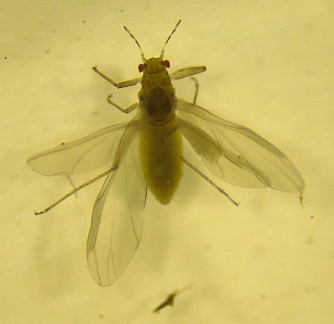 Monterey pine aphid/ Essigella californica
