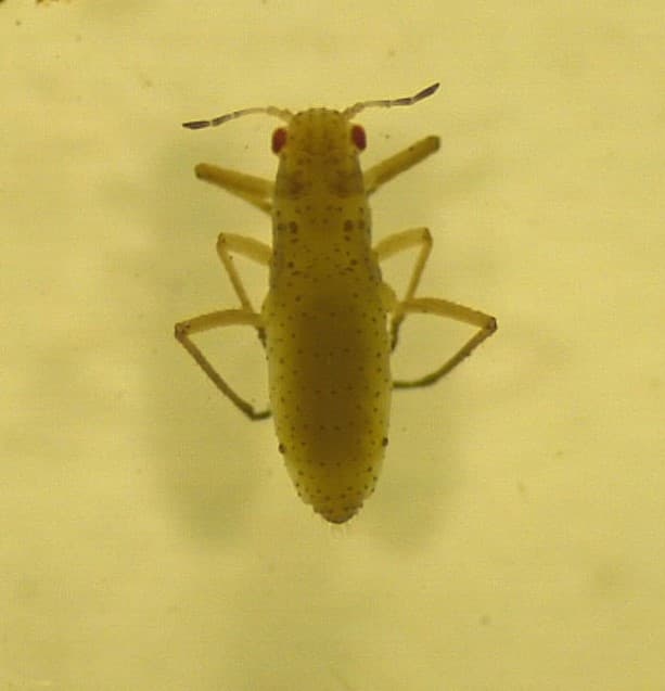 Monterey pine aphid/ Essigella californica