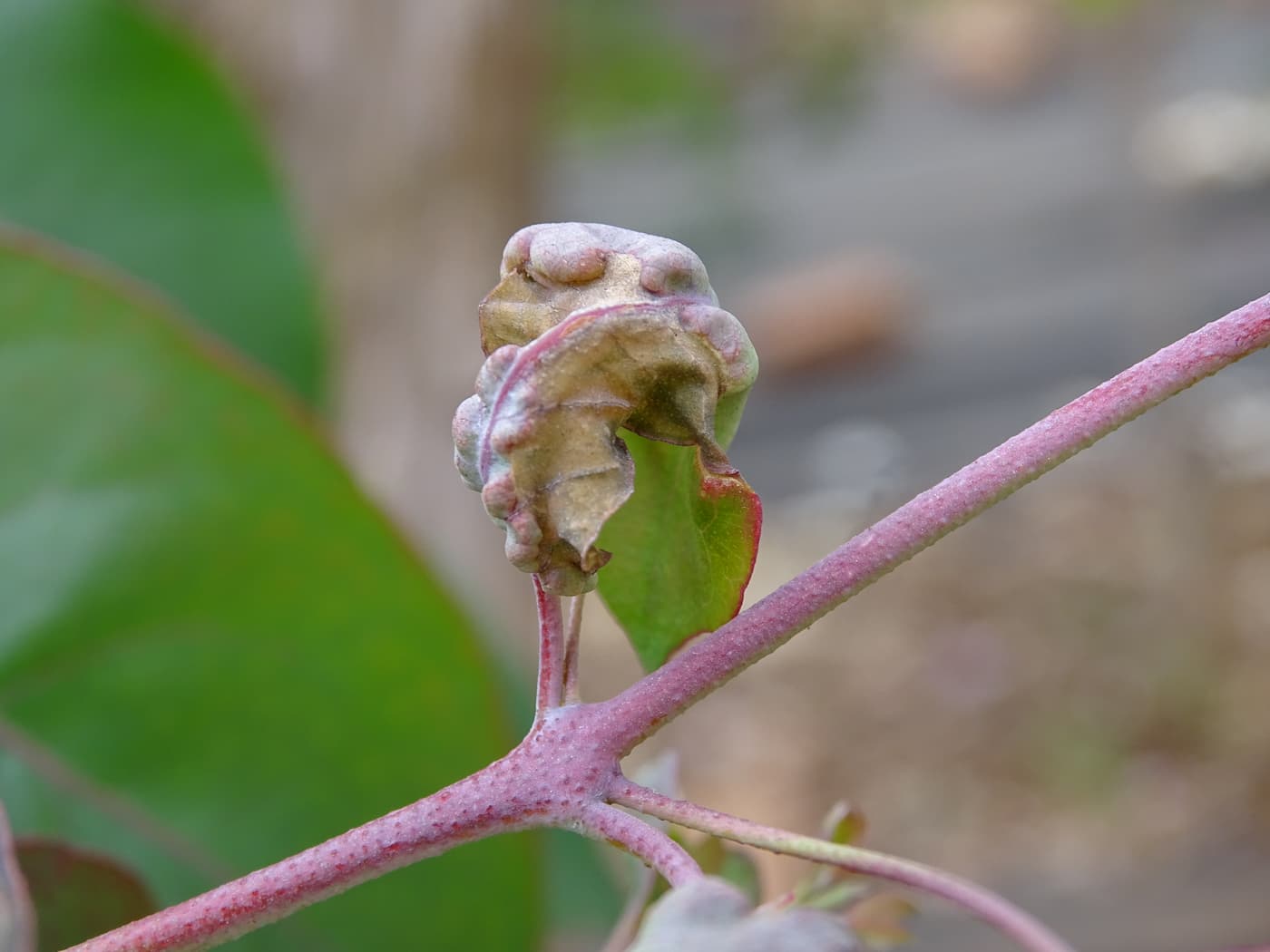Cotton-melon aphid/ Aphis gossypii