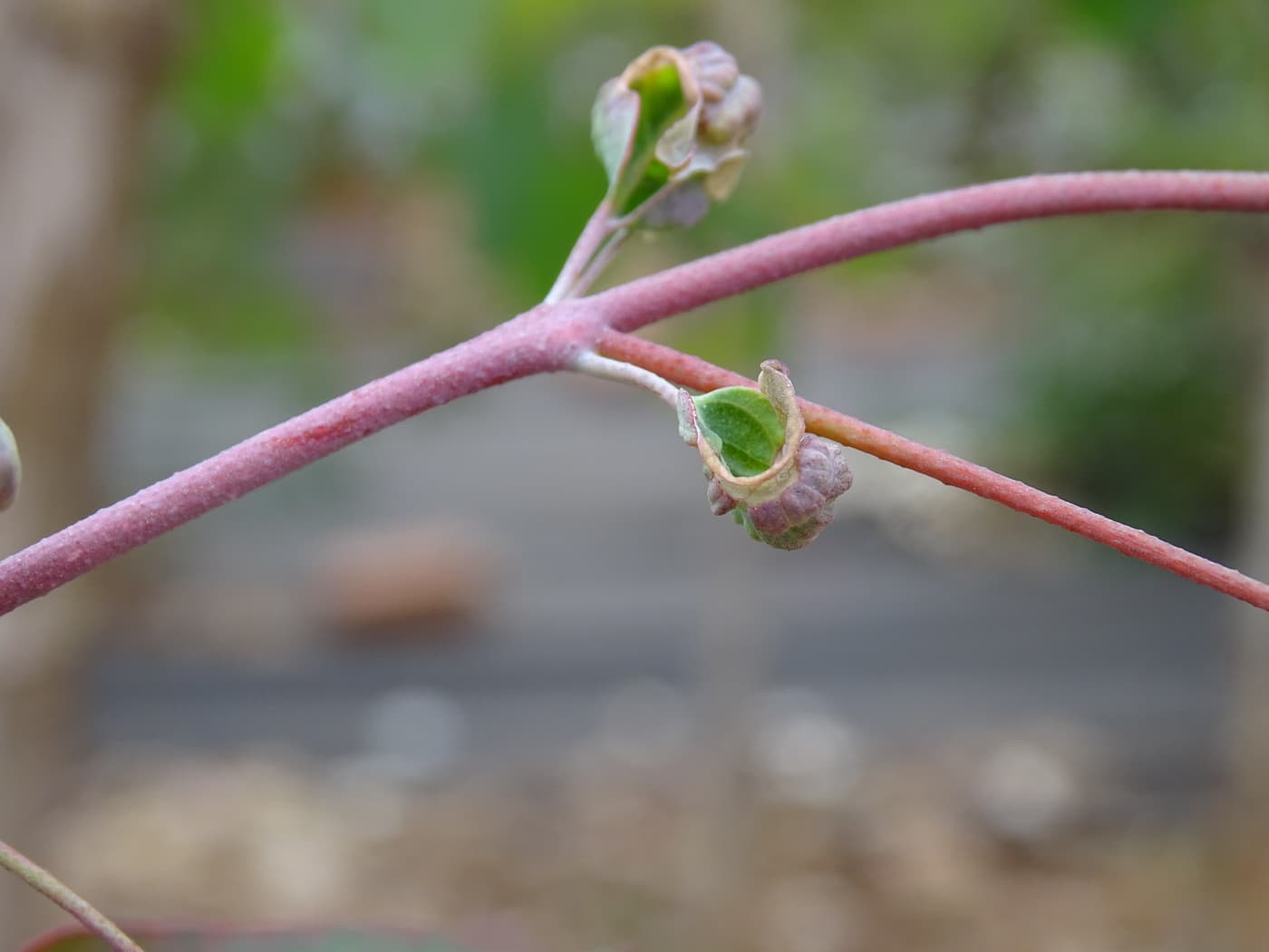 Cotton-melon aphid/ Aphis gossypii