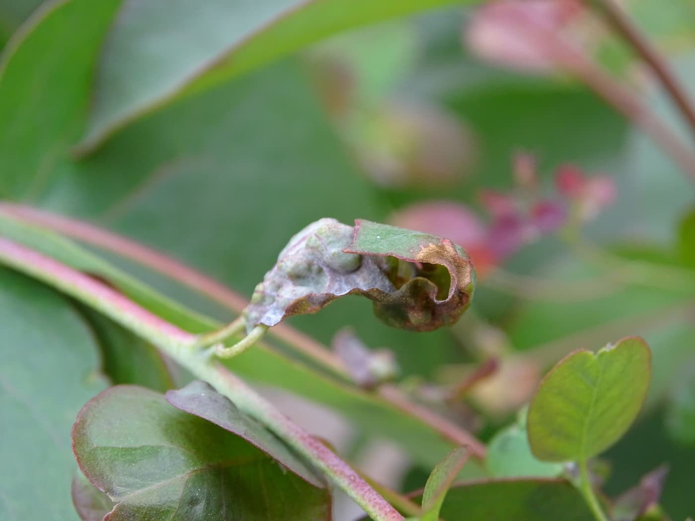 Cotton-melon aphid/ Aphis gossypii