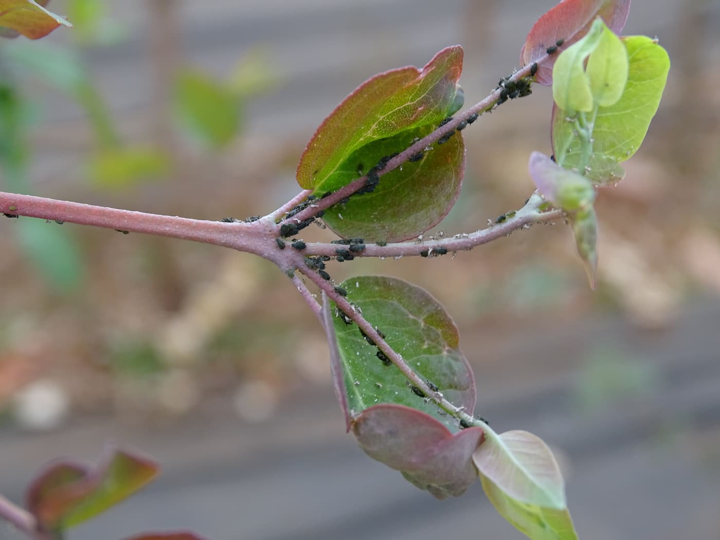 Cotton-melon aphid/ Aphis gossypii