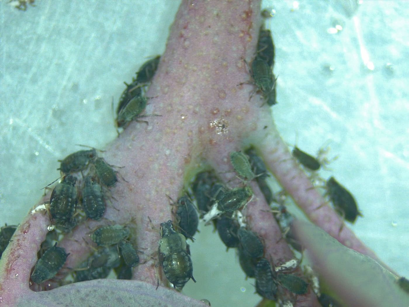 Cotton-melon aphid/ Aphis gossypii