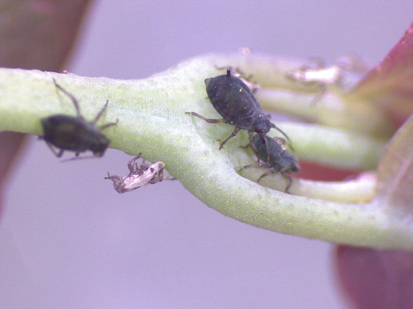 Cotton-melon aphid/ Aphis gossypii