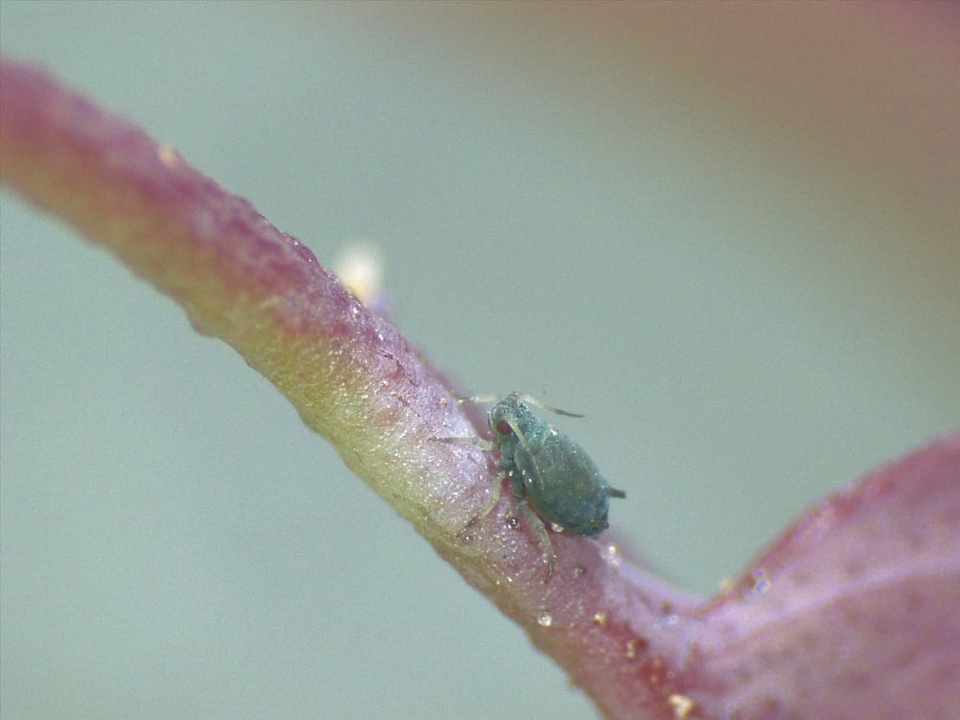 Cotton-melon aphid/ Aphis gossypii