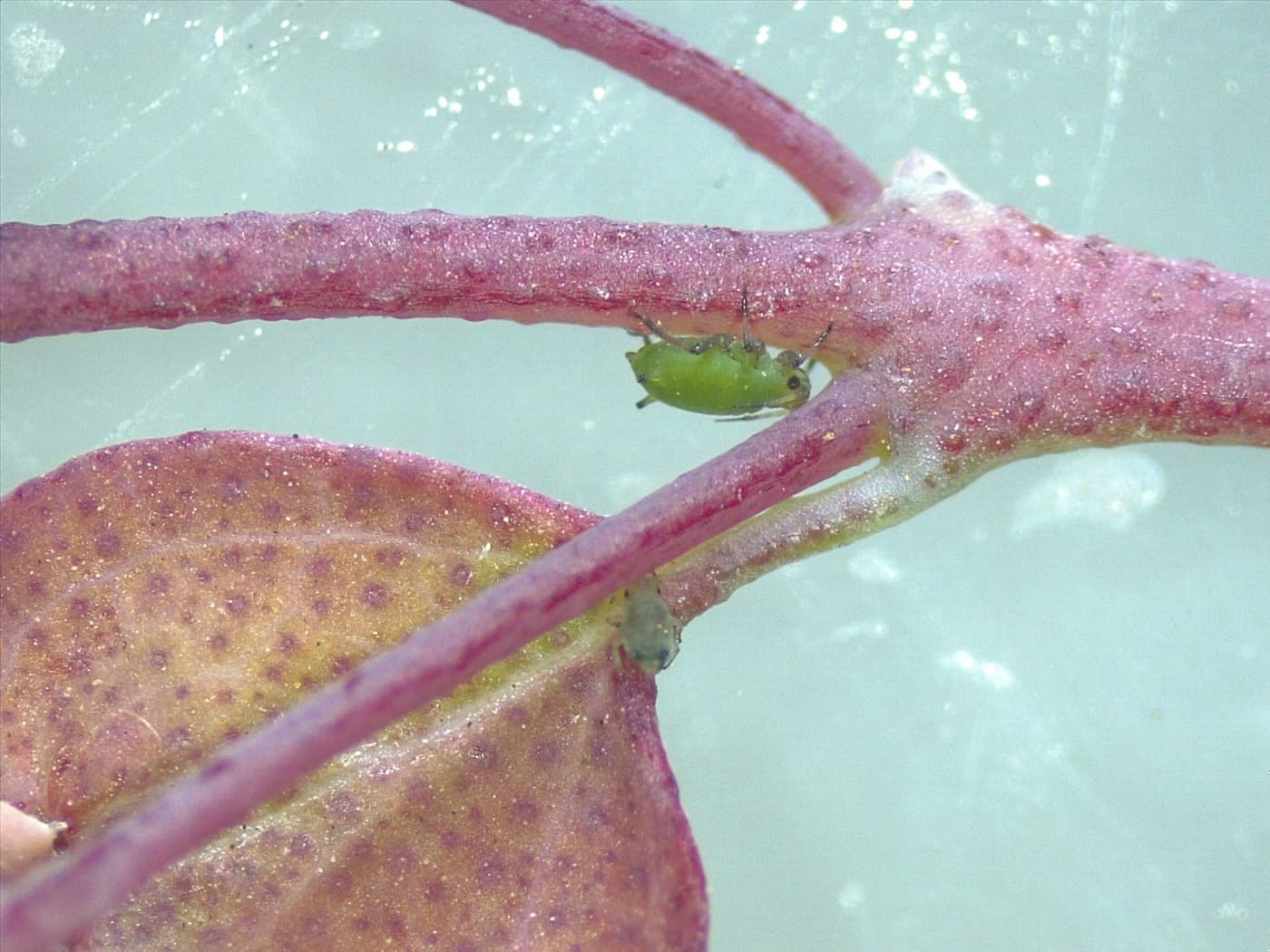 Cotton-melon aphid/ Aphis gossypii
