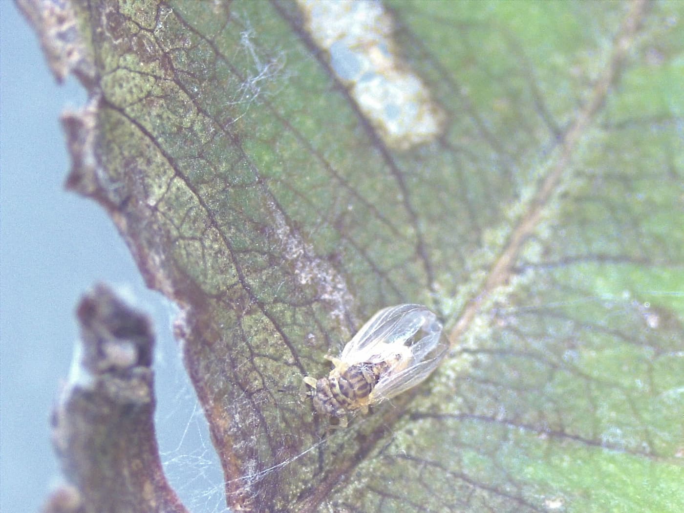 Eucalyptus shoot psyllid/ Blastopsylla occidentalis