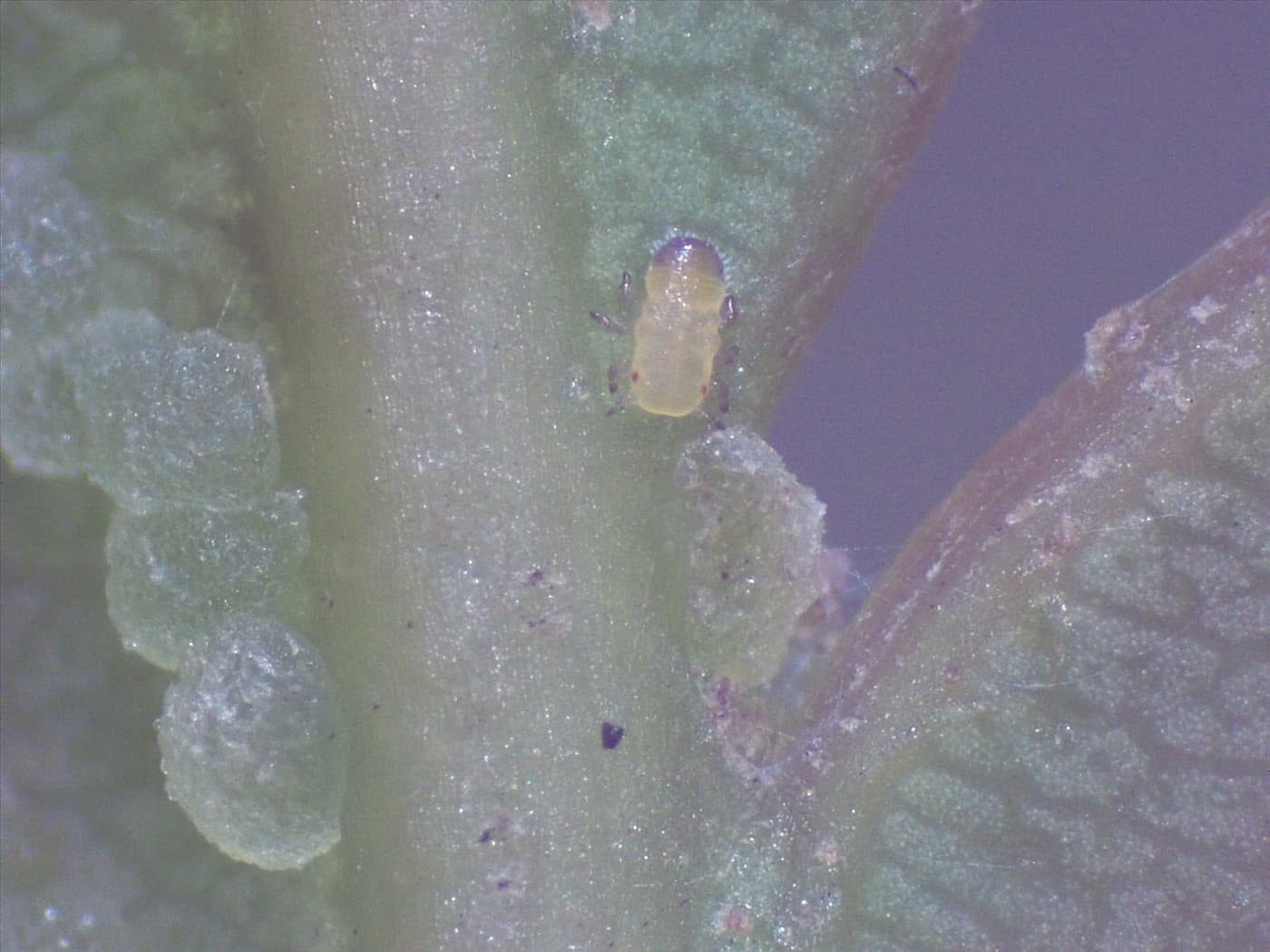 Eucalyptus shoot psyllid/ Blastopsylla occidentalis