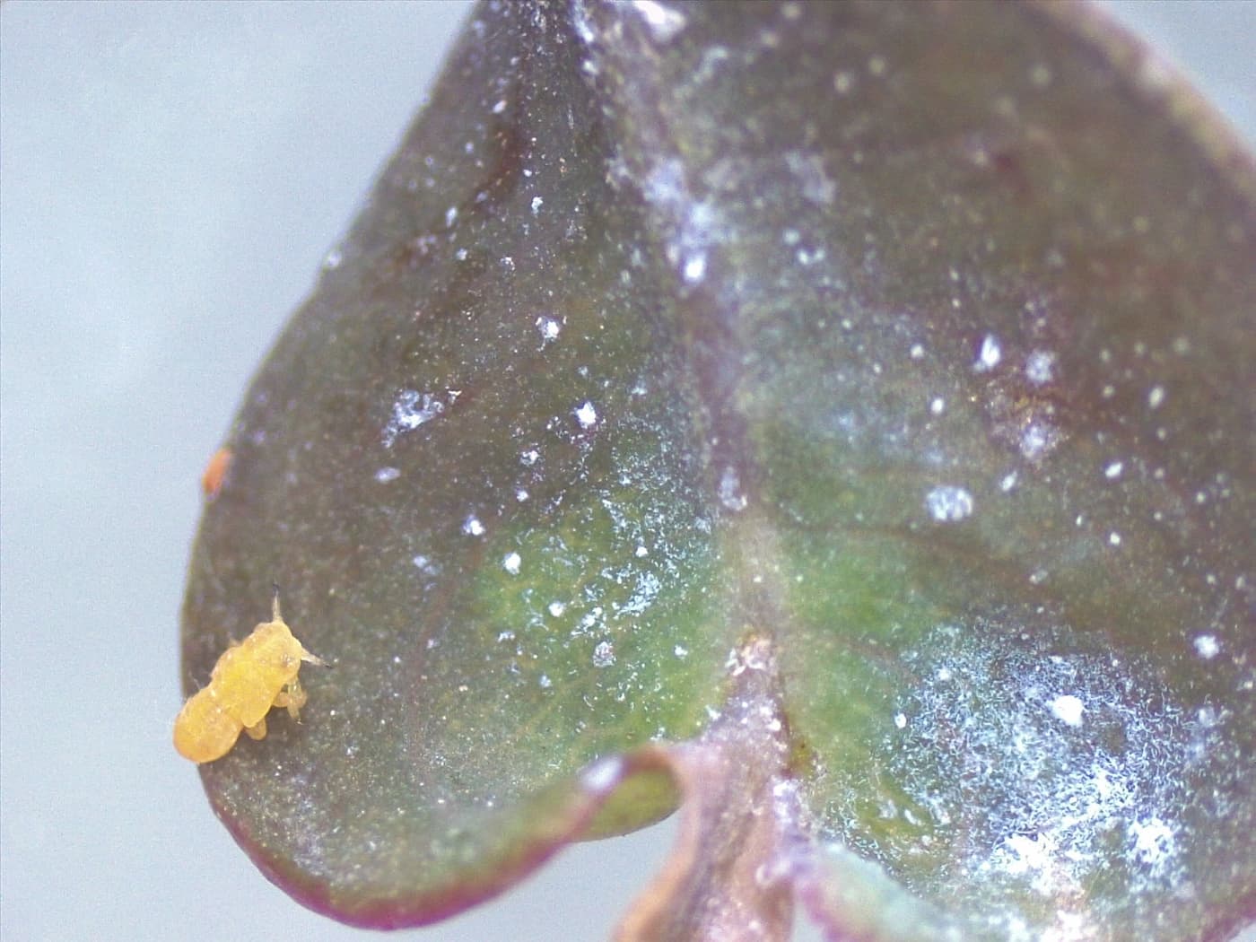 Eucalyptus shoot psyllid/ Blastopsylla occidentalis