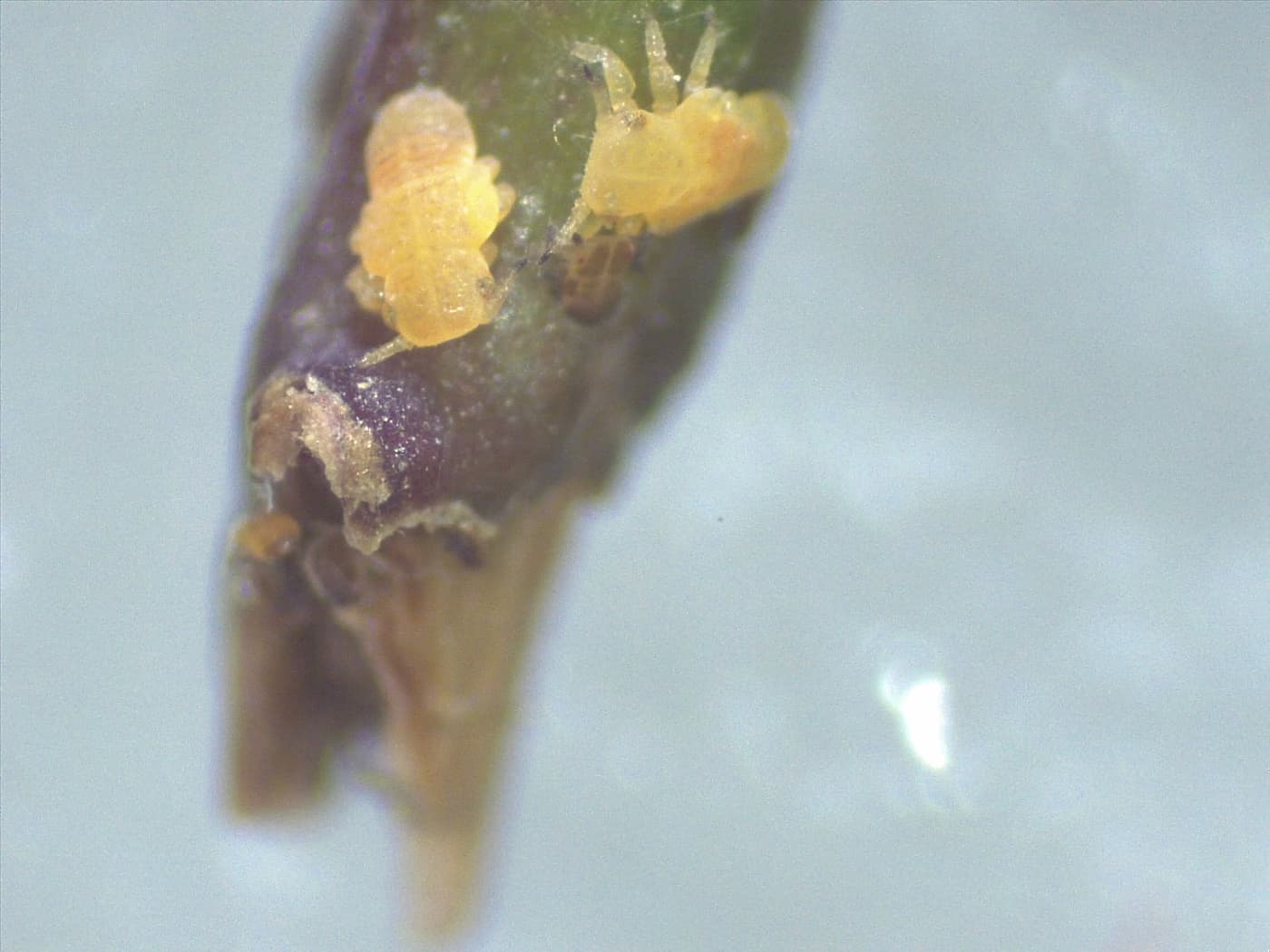 Eucalyptus shoot psyllid/ Blastopsylla occidentalis