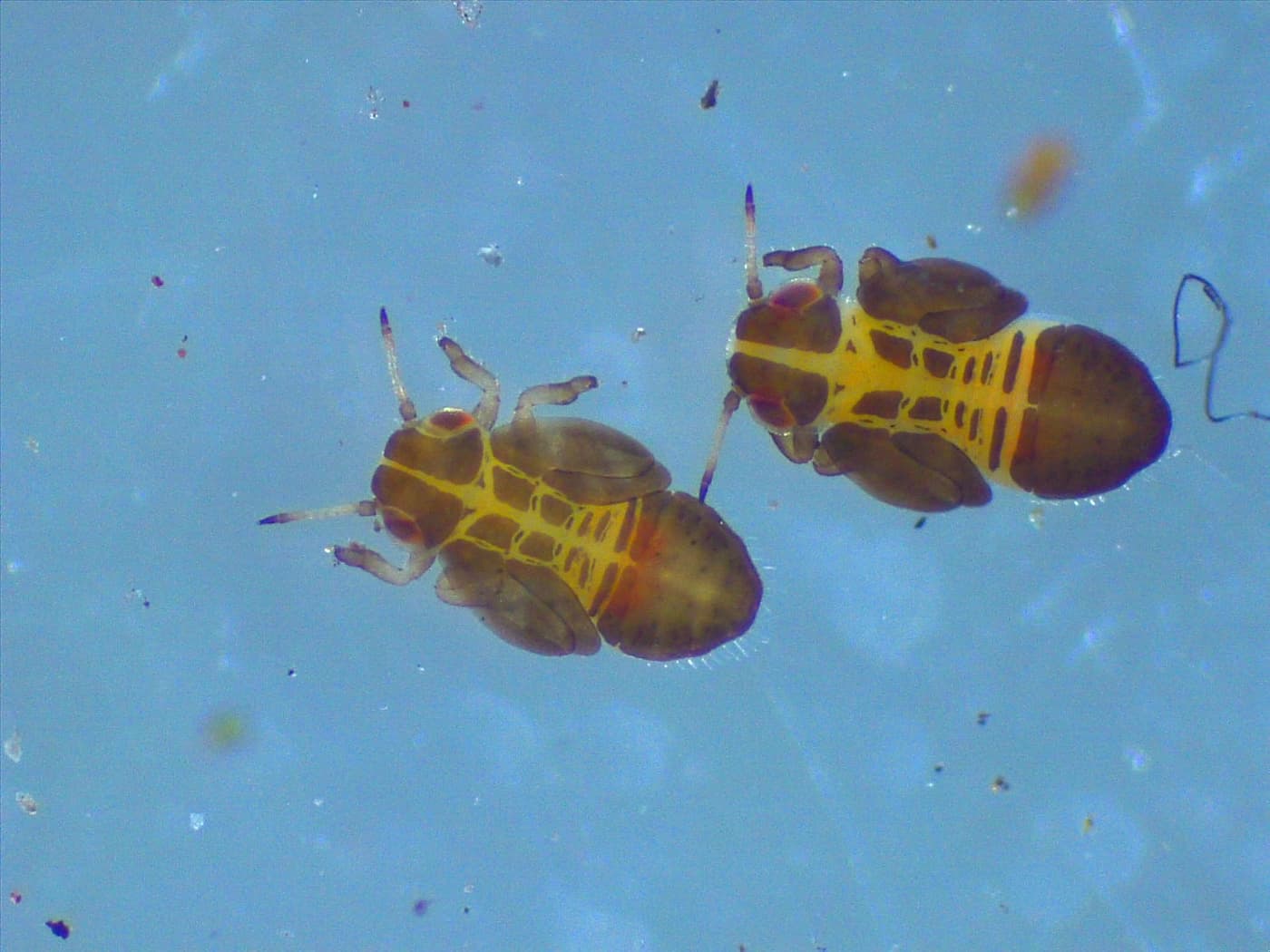 Blue gum psyllid/ Ctenarytaina eucalypti