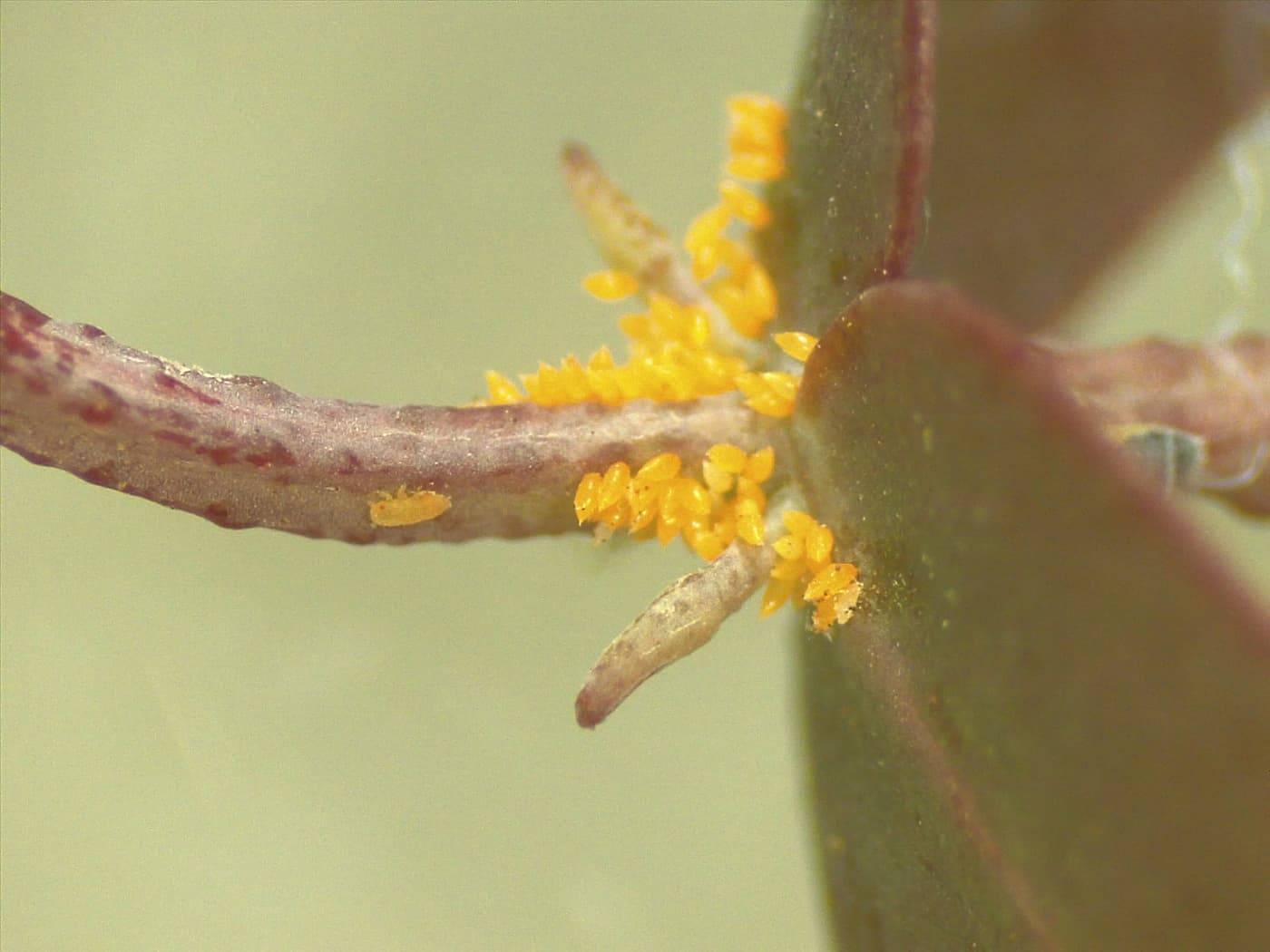 Blue gum psyllid/ Ctenarytaina eucalypti