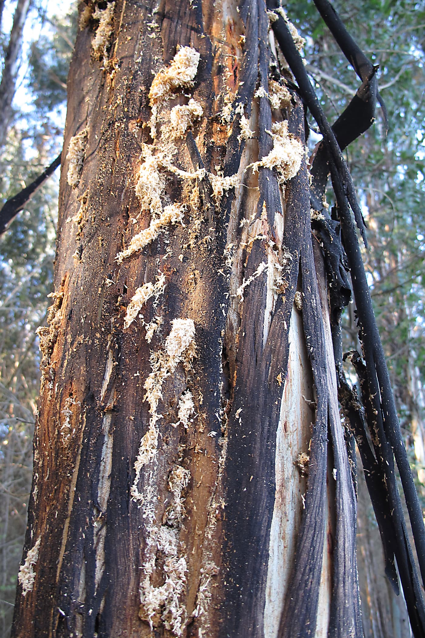 Eucalyptus cossid moth / Coryphodema trisitis