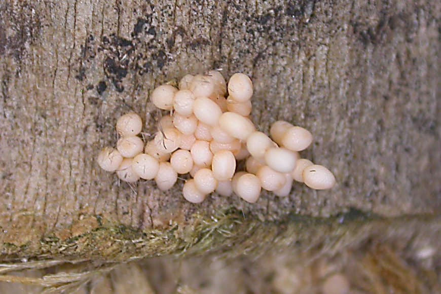 Eucalyptus cossid moth / Coryphodema trisitis