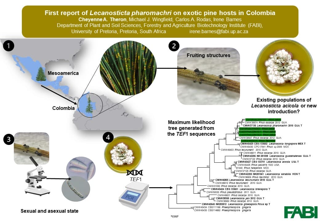 First report of Lecanosticta pharomachri on exotic Pinus hosts in Colombia