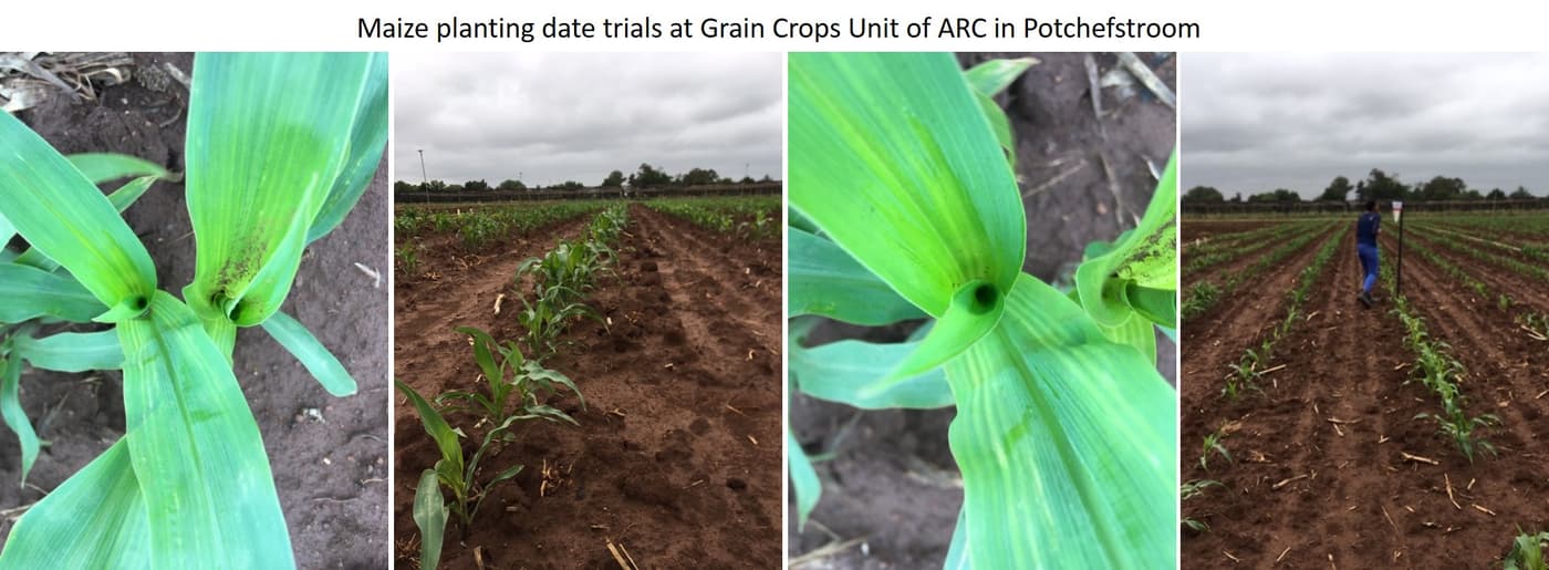 Maize Planting Date Trial