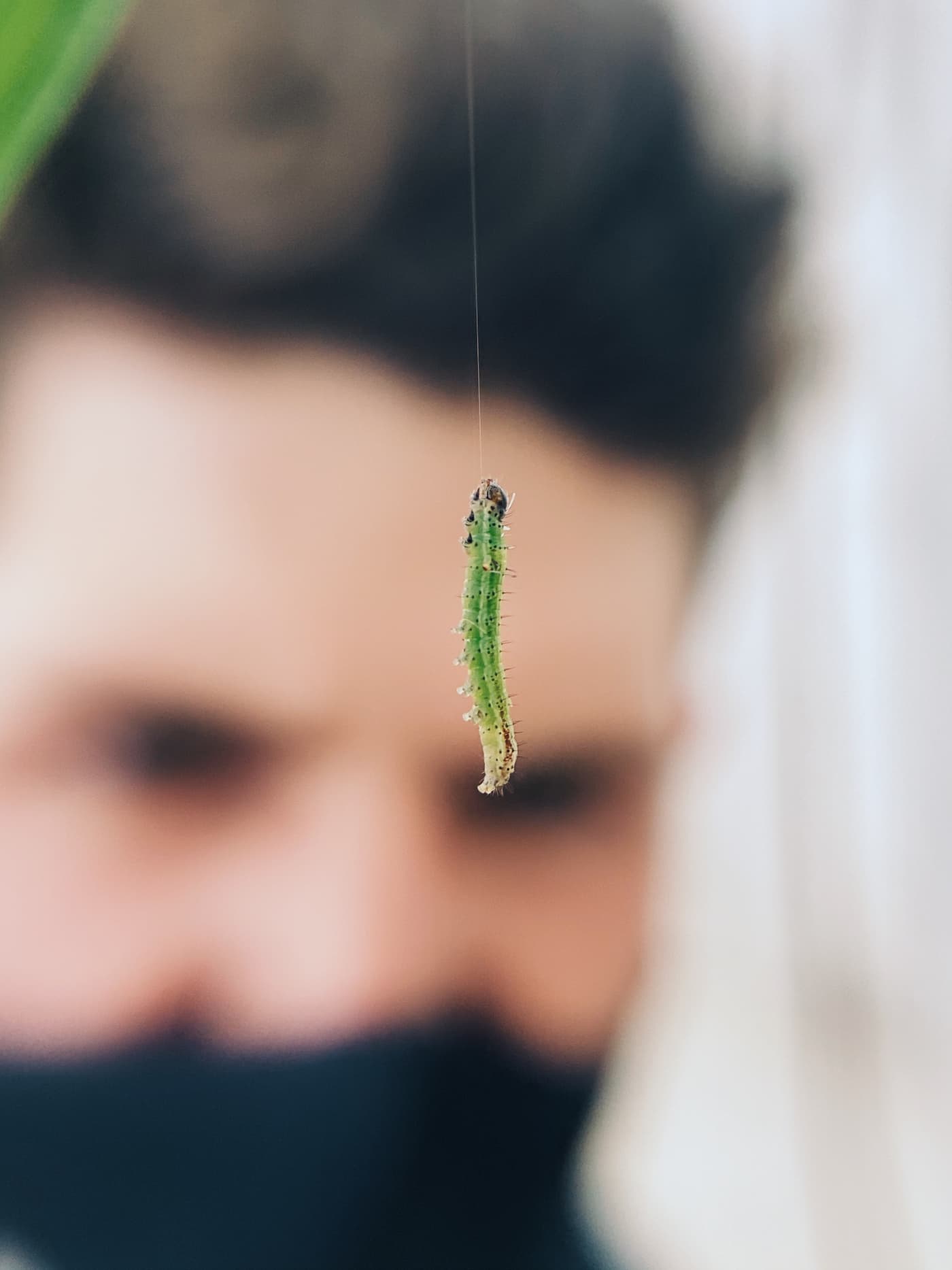 Fall Armyworm Rearing